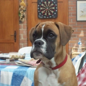 Photo de Boxer