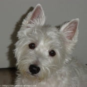 Photo de West highland white terrier