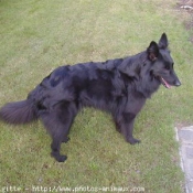 Photo de Berger belge groenendael