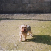 Photo de Yorkshire terrier