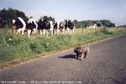 Photo de Caniche moyen