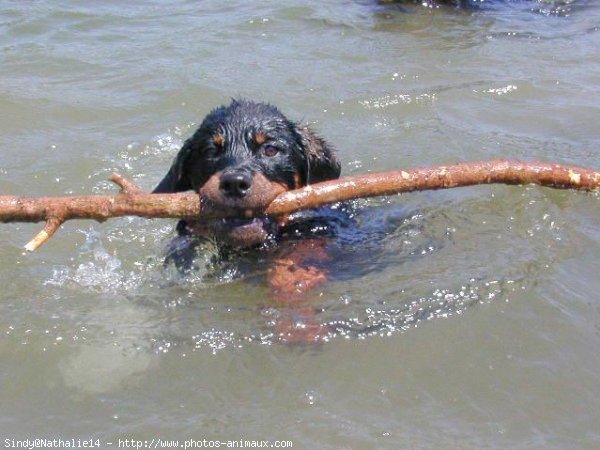 Photo de Rottweiler