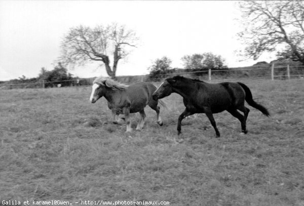 Photo de Races diffrentes