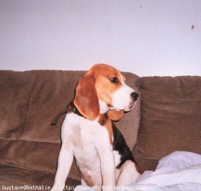 Photo de Beagle