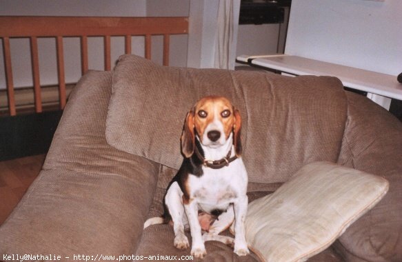 Photo de Beagle