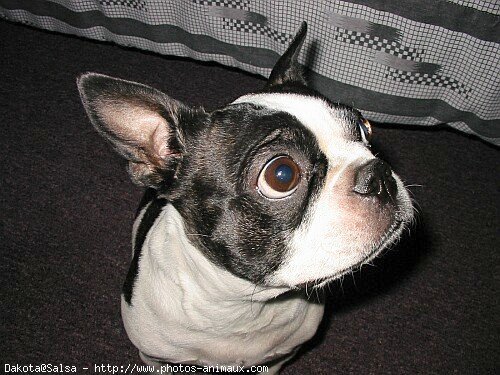 Photo de Boston terrier