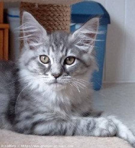 Photo de Maine coon