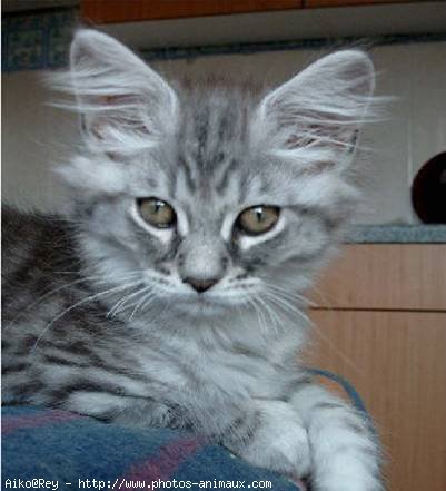 Photo de Maine coon