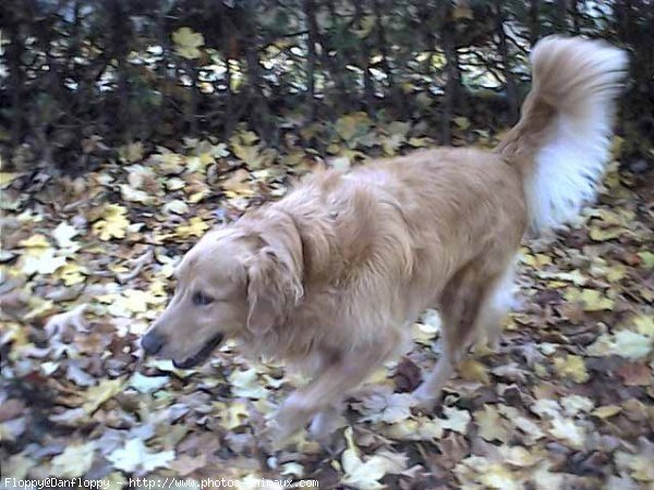 Photo de Golden retriever