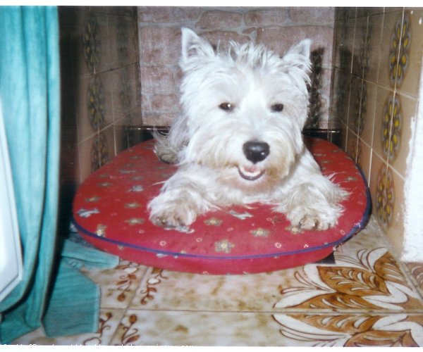 Photo de West highland white terrier