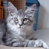 Photo de Maine coon