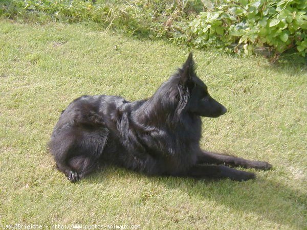 Photo de Berger belge groenendael