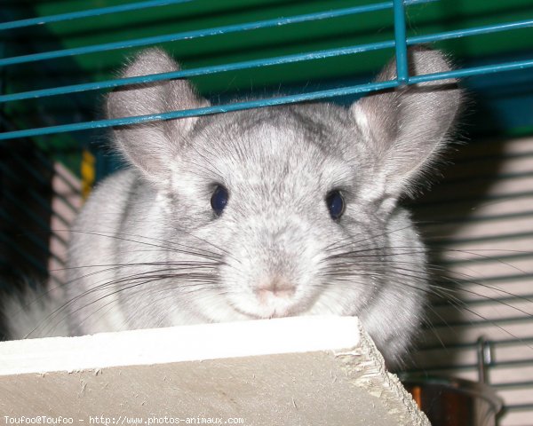 Photo de Chinchilla