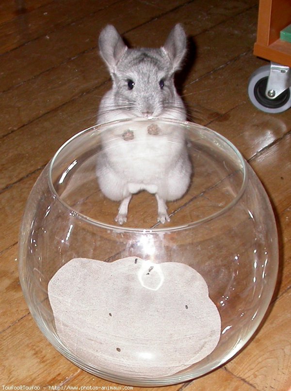 Photo de Chinchilla