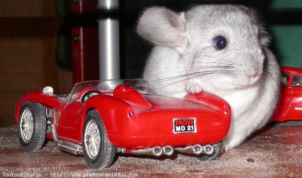 Photo de Chinchilla