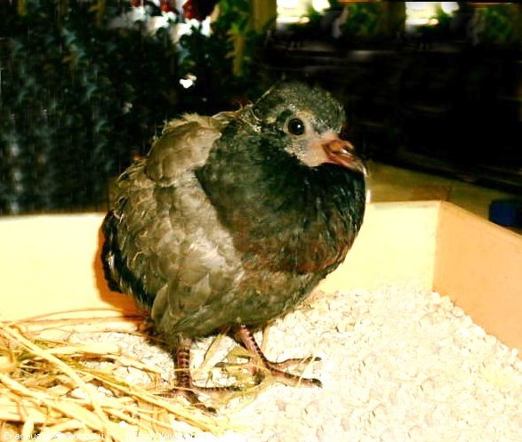 Photo de Pigeon