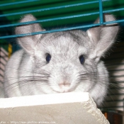 Photo de Chinchilla