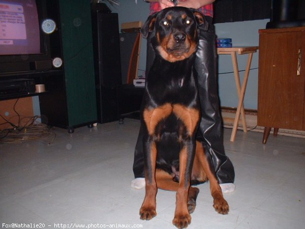 Photo de Rottweiler