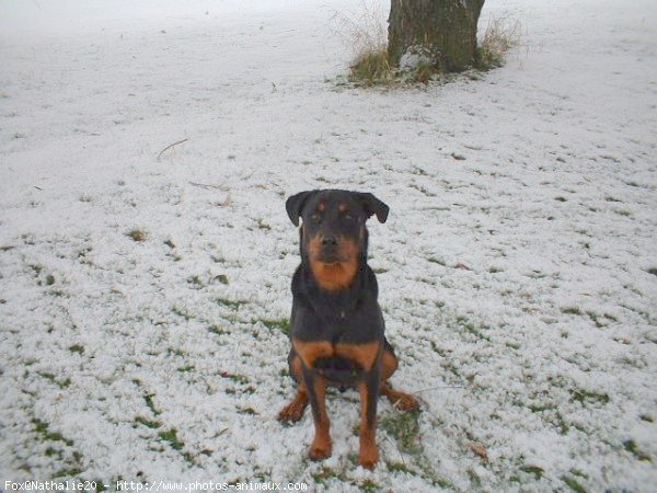 Photo de Rottweiler