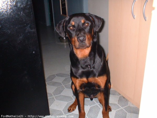 Photo de Rottweiler