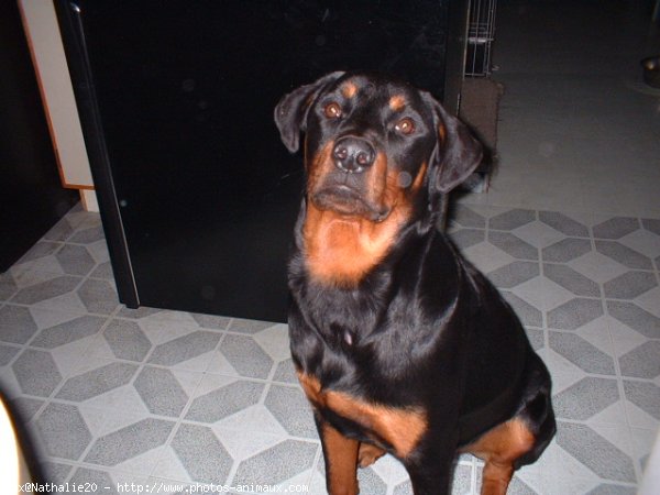 Photo de Rottweiler