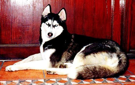 Photo de Husky siberien