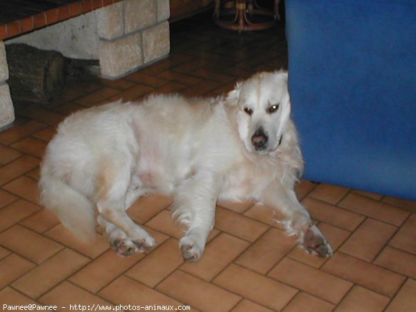 Photo de Golden retriever