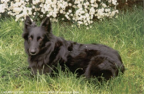 Photo de Berger belge groenendael