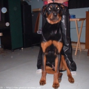 Photo de Rottweiler