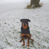 Photo de Rottweiler