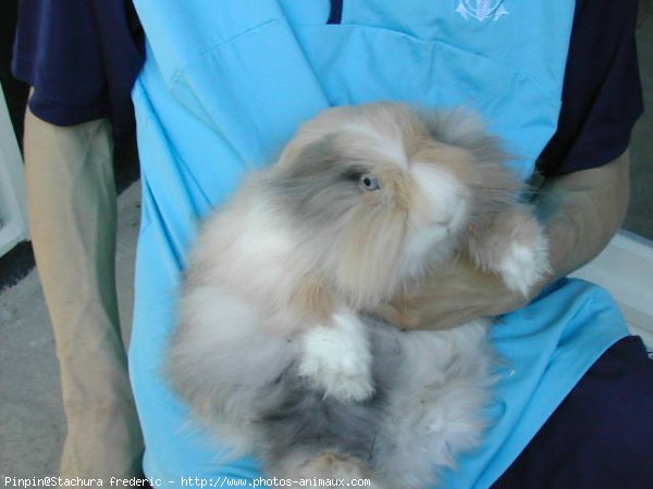 Photo de Lapin