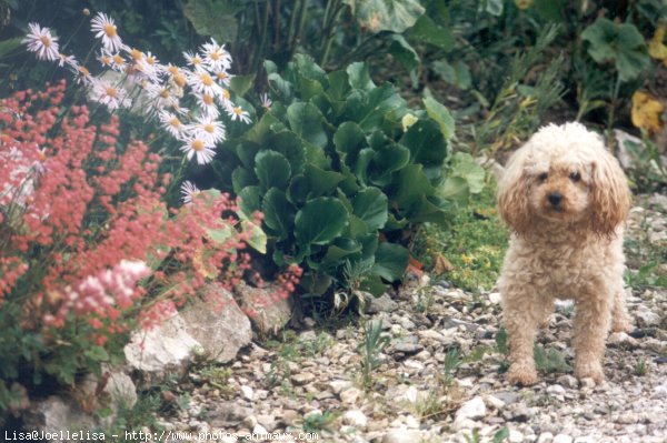 Photo de Caniche moyen