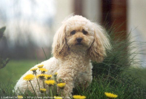 Photo de Caniche moyen