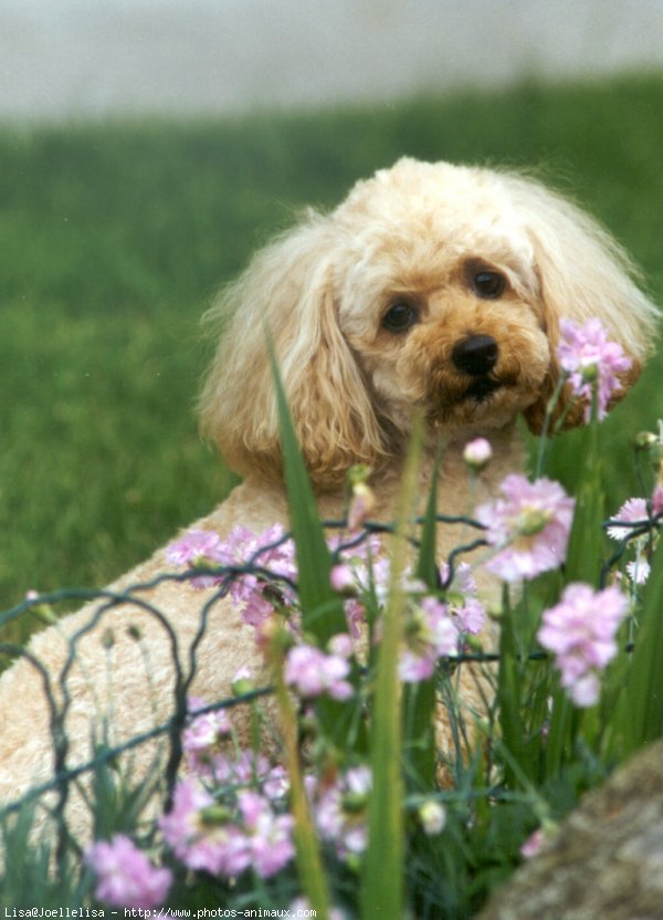 Photo de Caniche moyen