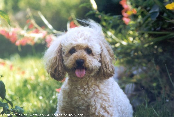 Photo de Caniche moyen