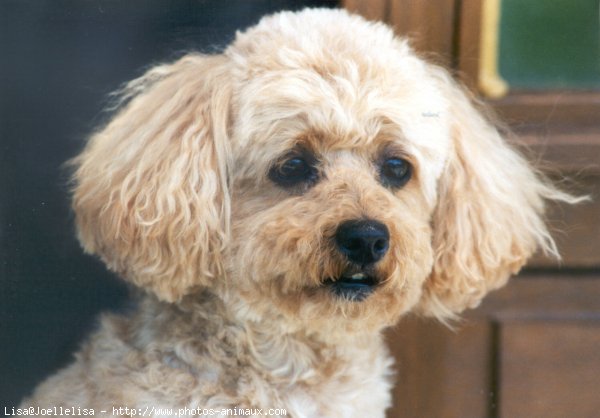 Photo de Caniche moyen