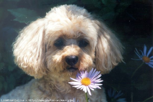 Photo de Caniche moyen