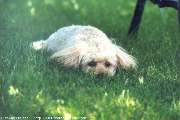 Photo de Caniche moyen