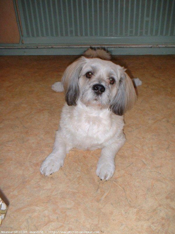 Photo de Lhassa apso