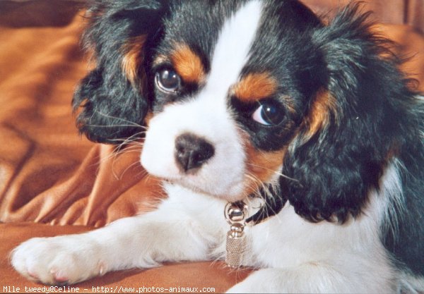 Photo de Cavalier king charles spaniel