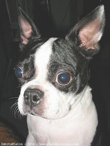 Photo de Boston terrier