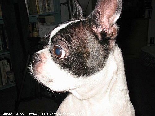 Photo de Boston terrier