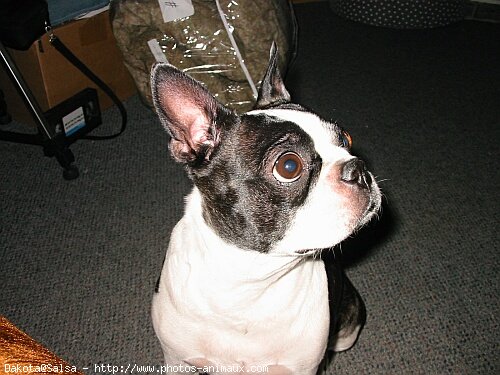 Photo de Boston terrier