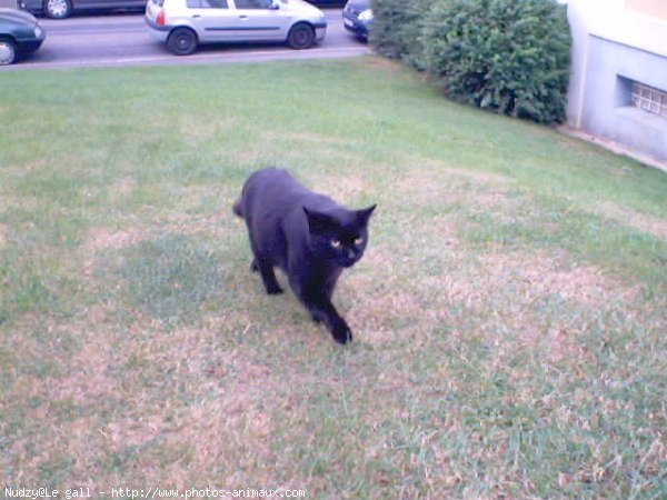 Photo de Chat domestique