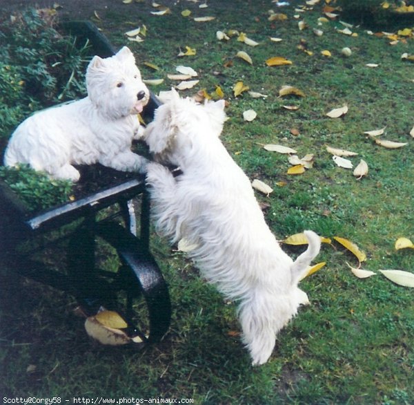 Photo de West highland white terrier