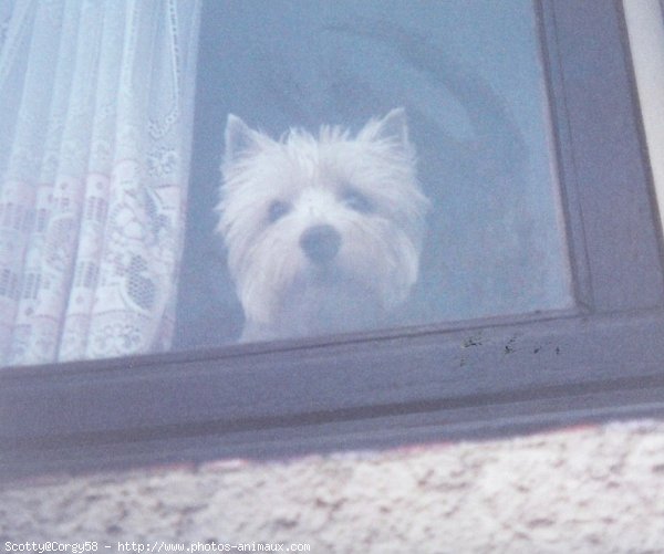 Photo de West highland white terrier