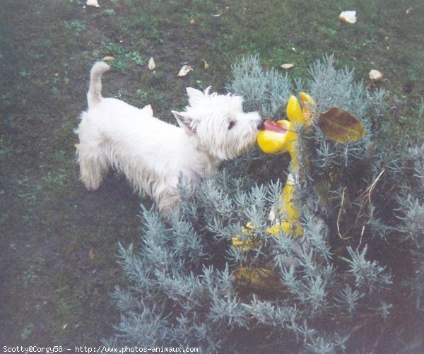 Photo de West highland white terrier