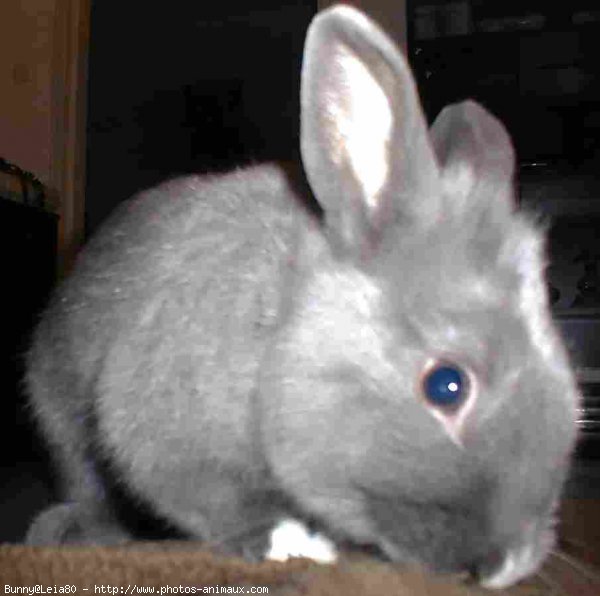 Photo de Lapin