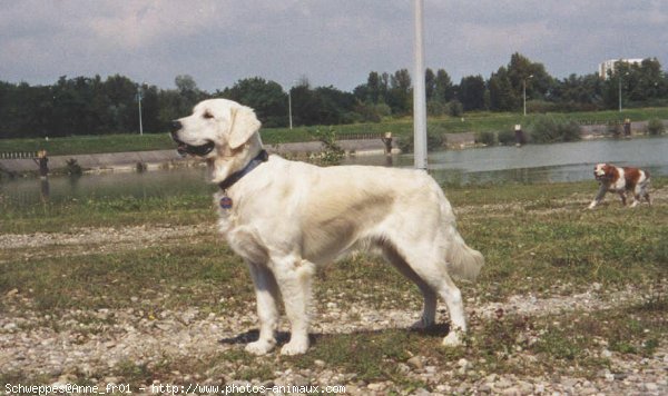 Photo de Golden retriever