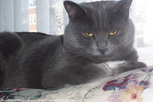 Photo de Chartreux